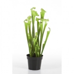 Sarracenia Groen 65cm